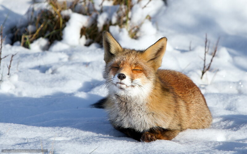 Fox resting in snow