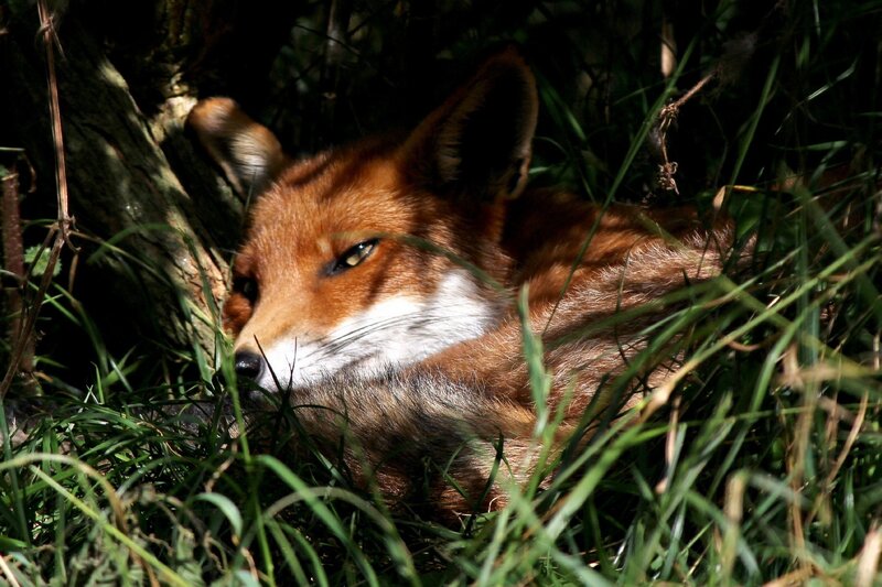 Fox resting in the grass
