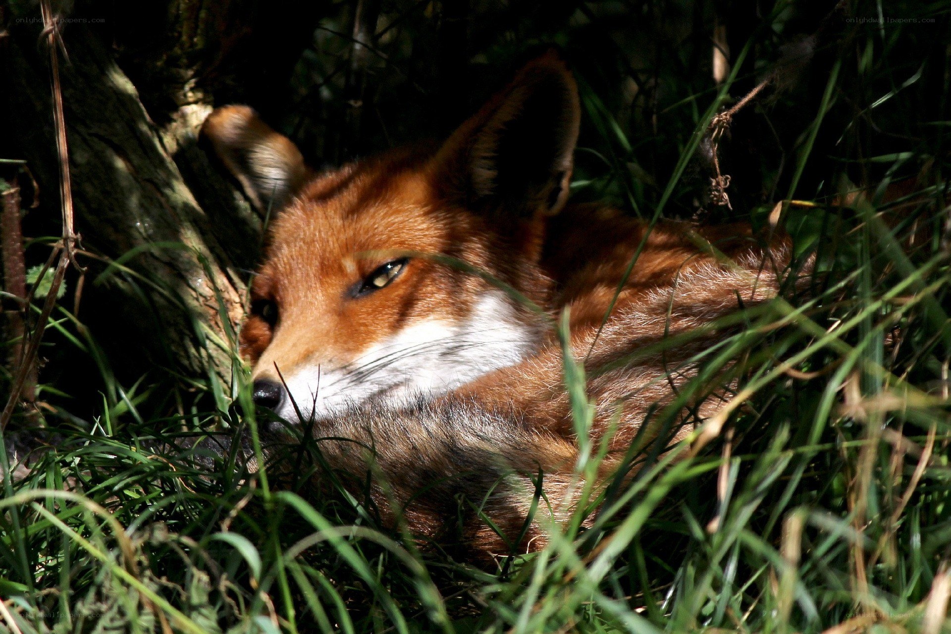 Fox resting in the grass