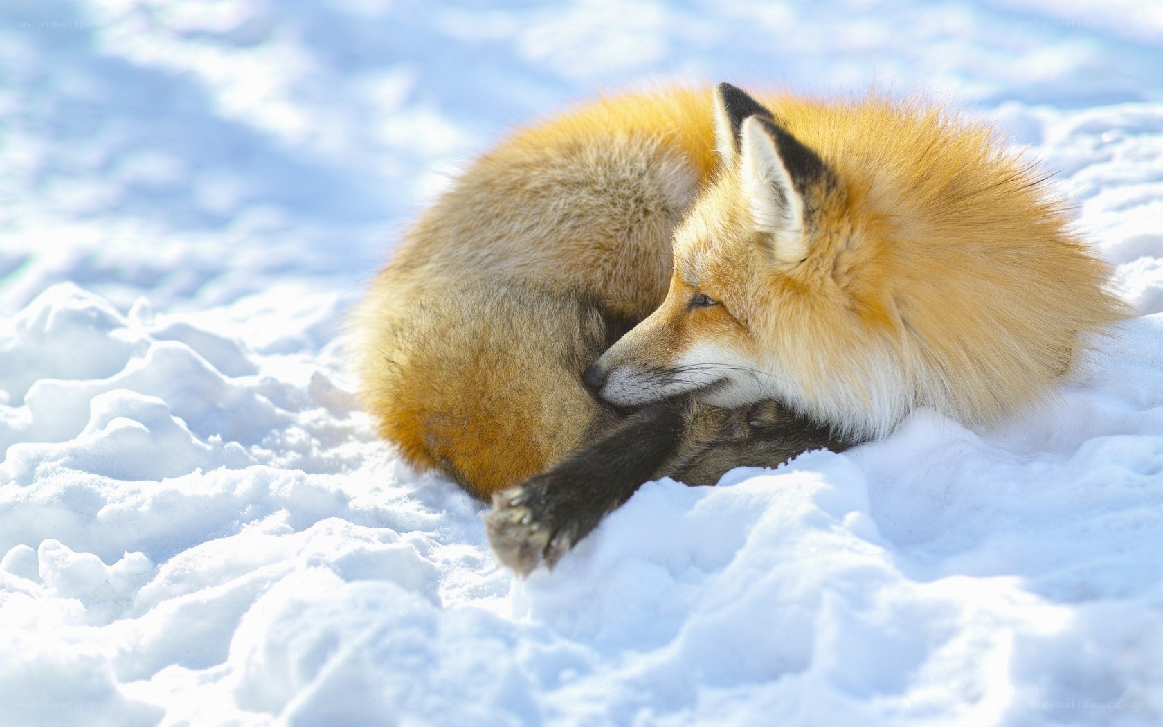 Fox resting in the snow