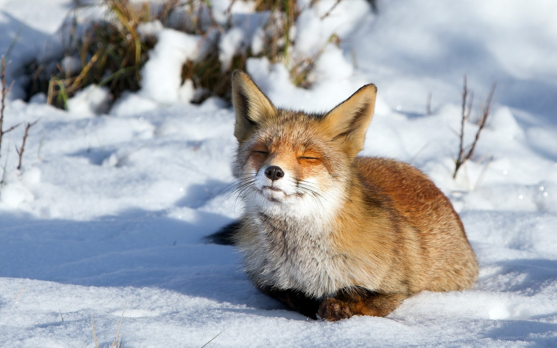 Fox resting in the snow