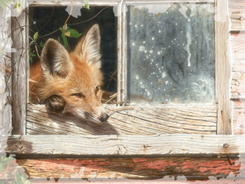 Fox Resting in Window