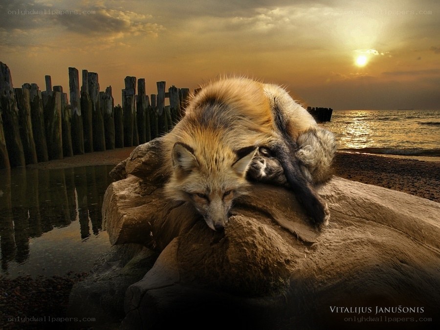 Fox resting on a rock at sunset