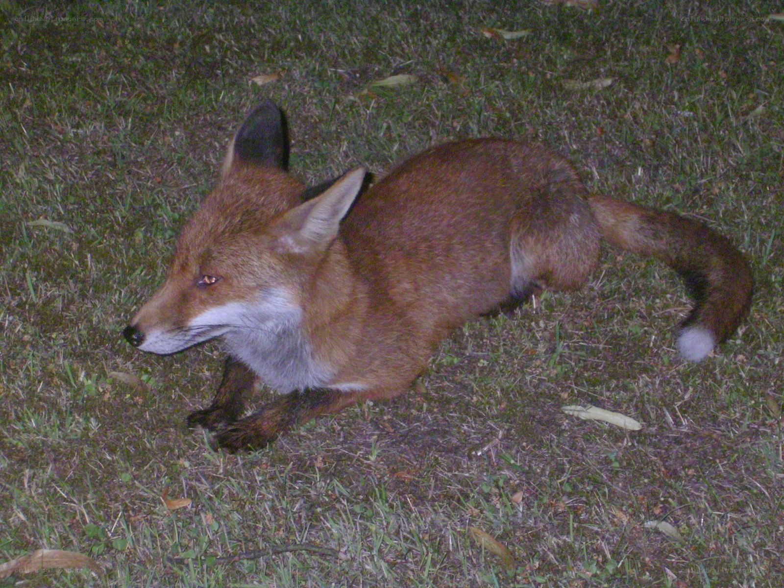 fox resting on grass at night