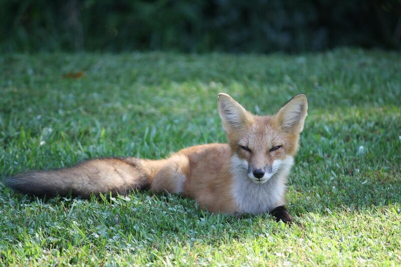 fox resting on grass