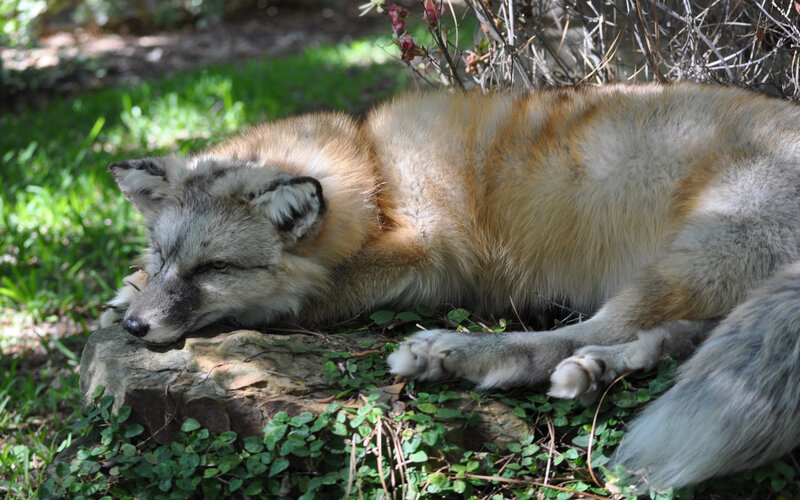 Fox Resting on Rock