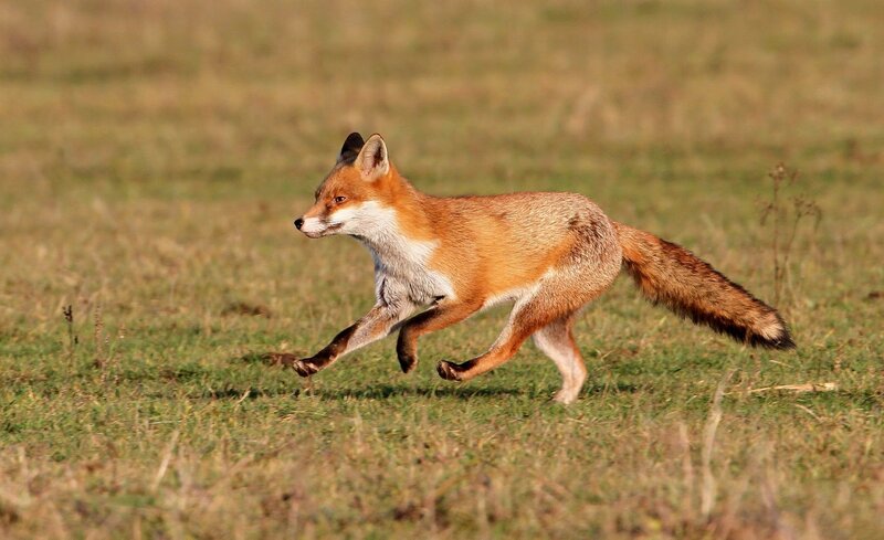 fox running in a field