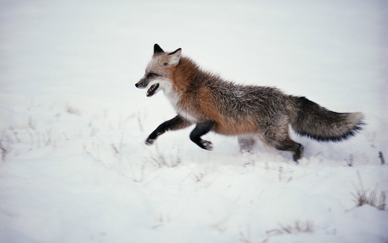 fox running in snow