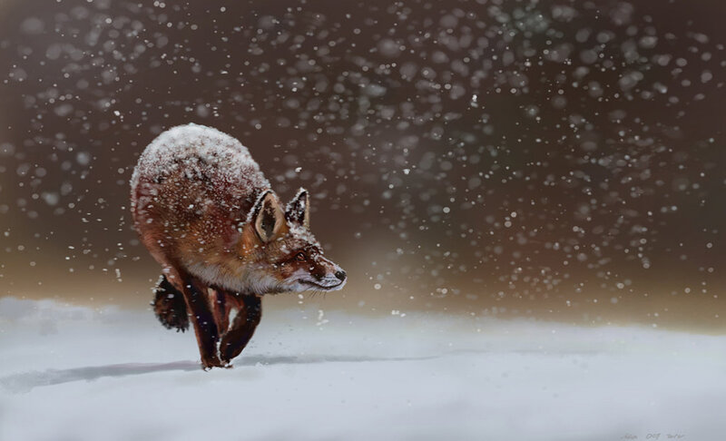 Fox Running in Snow — White