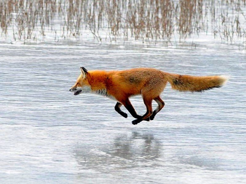 fox running on ice