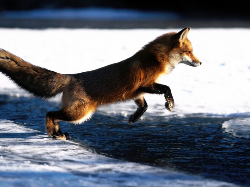 fox running on ice
