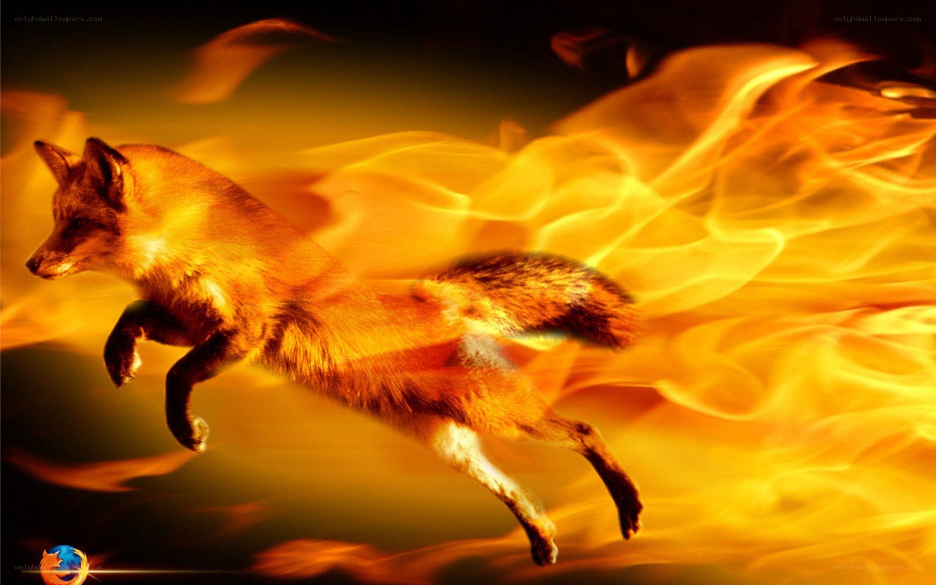 fox running through fire