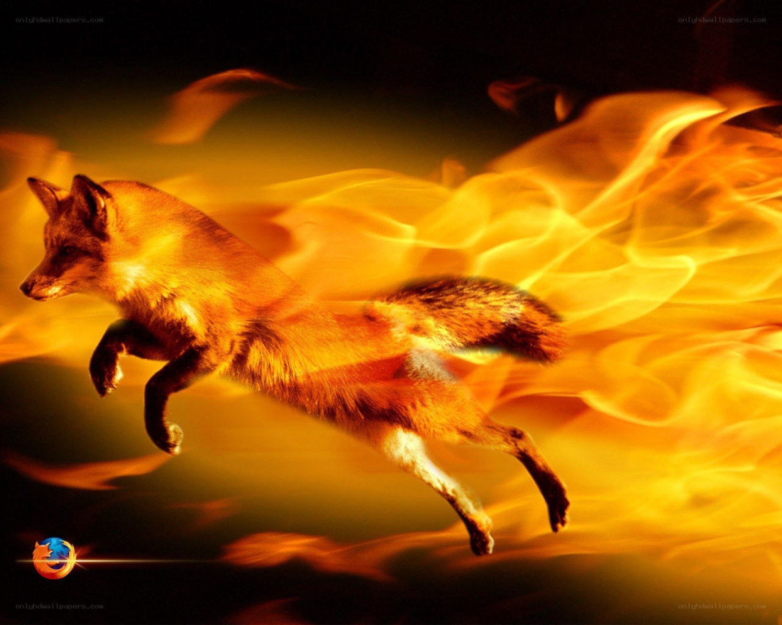 fox running through fire