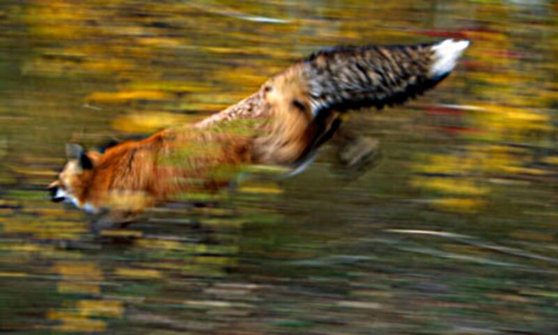 Fox Running Through Water