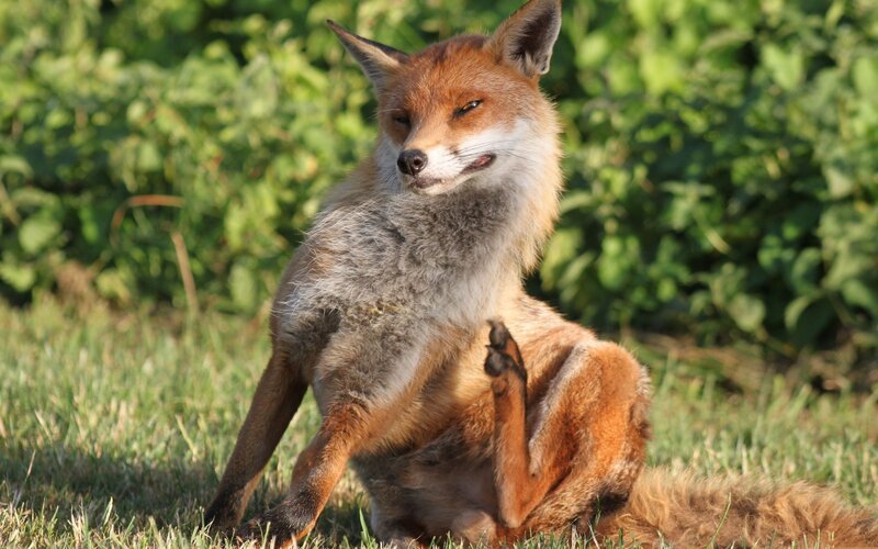 fox scratching itself in grass