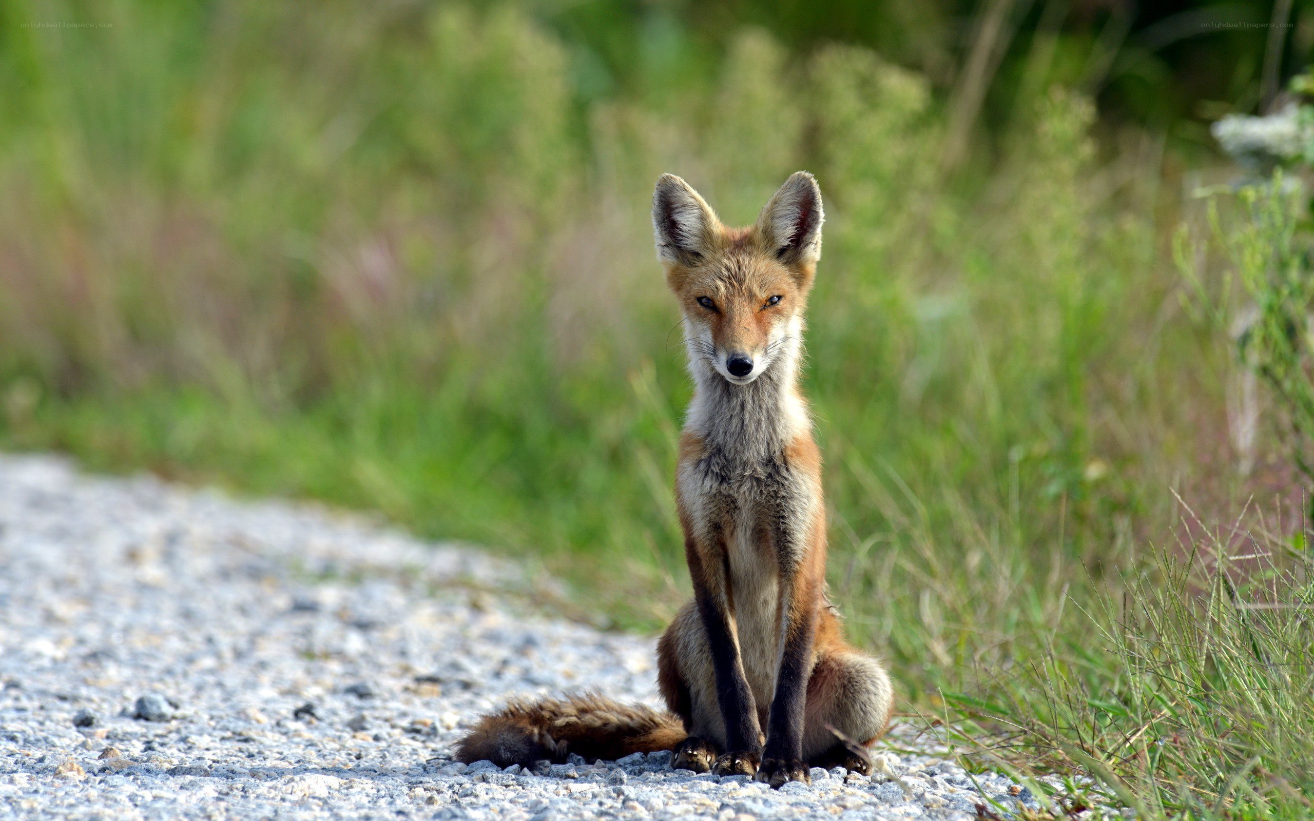 fox sitting on a gravel path