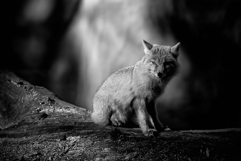 Fox Sitting on Log