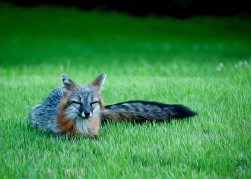fox sleeping in grass