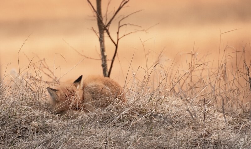 Fox Sleeping in Grass — Brown