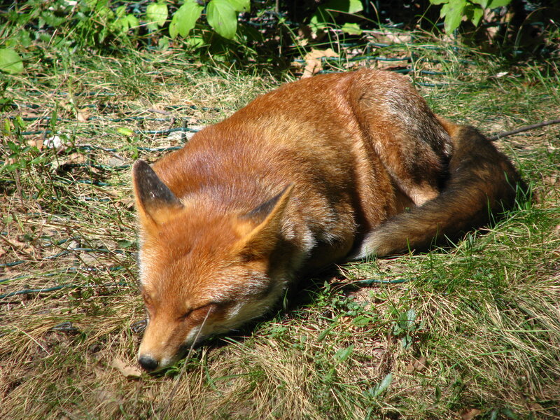 Fox sleeping in grass