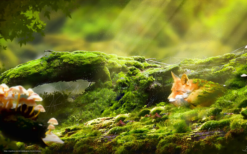 Fox sleeping in mossy forest
