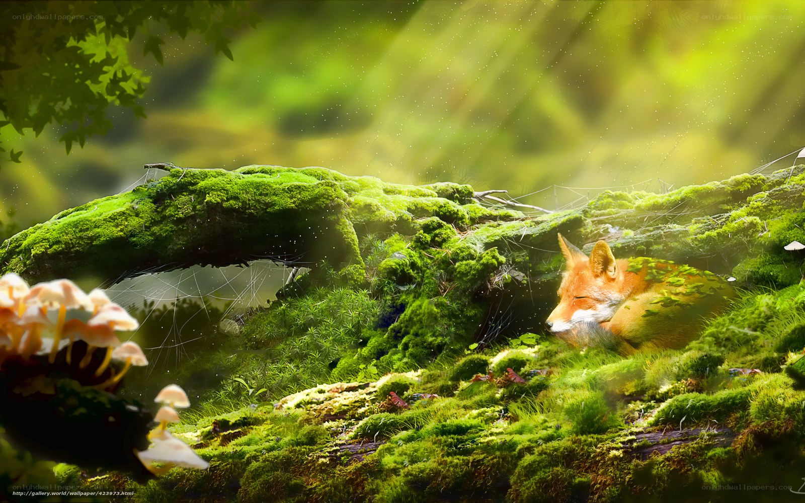 Fox sleeping in mossy forest