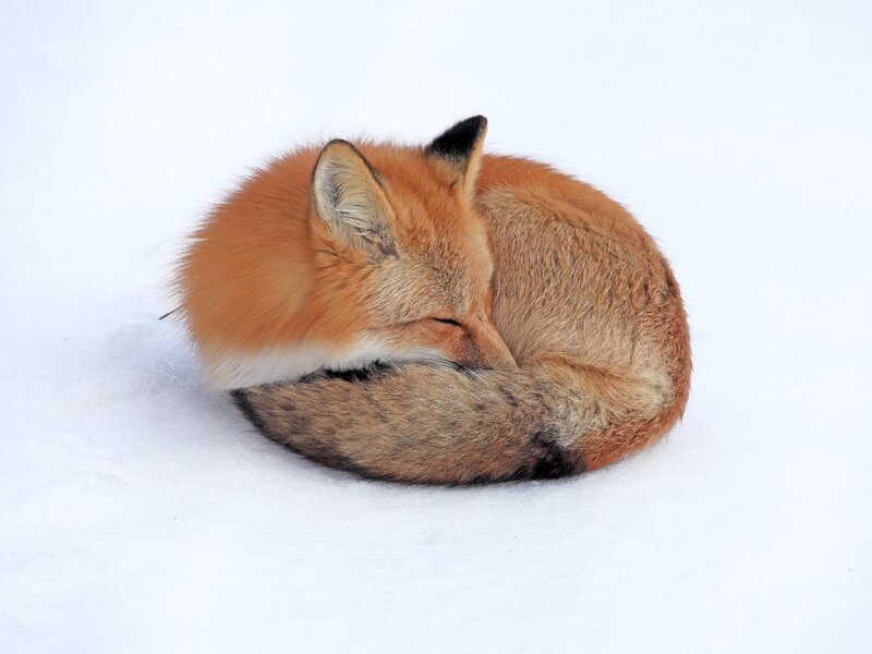 Fox sleeping in snow