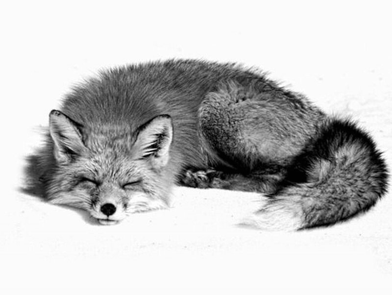 Fox Sleeping in Snow — Black