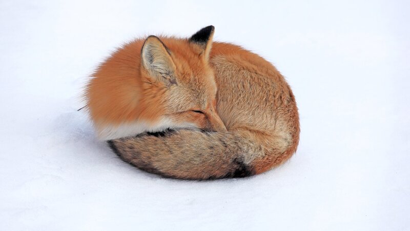 Fox Sleeping in Snow — White, Peaceful