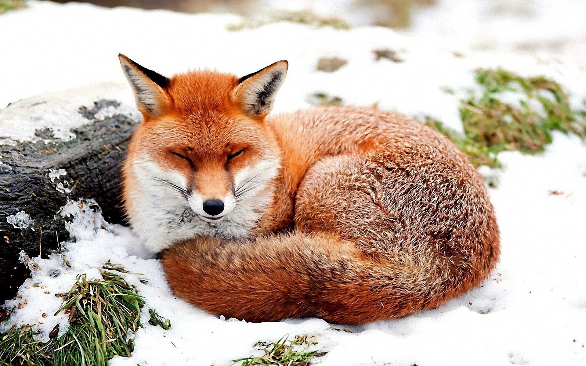 Fox sleeping in the snow