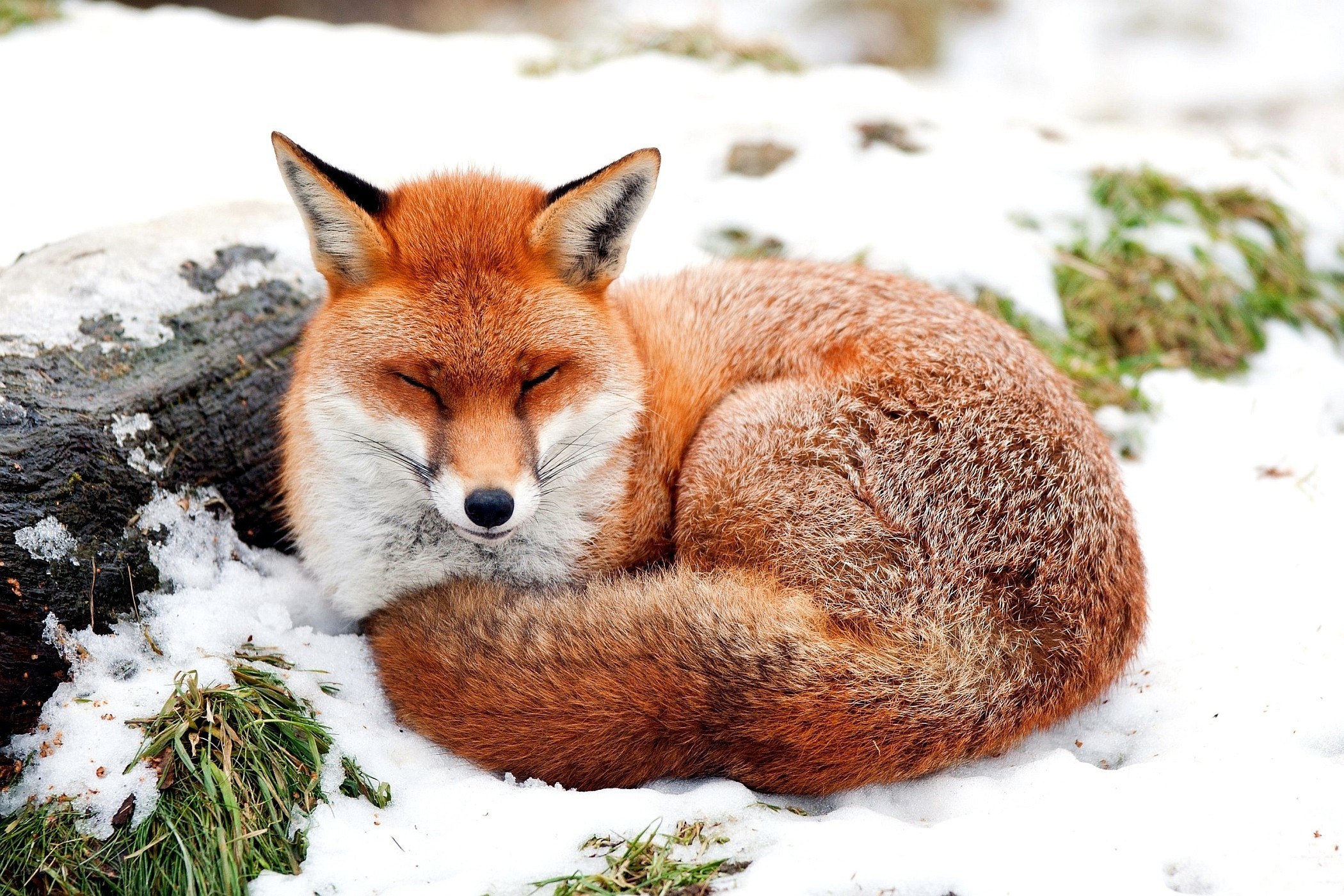 Fox sleeping in the snow