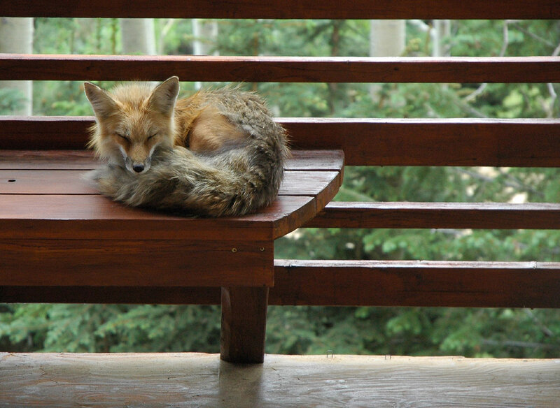 Fox sleeping on a bench