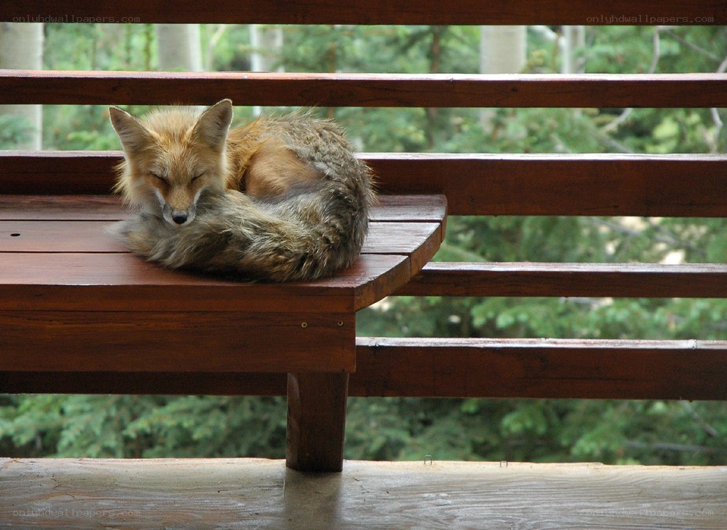 Fox sleeping on a bench