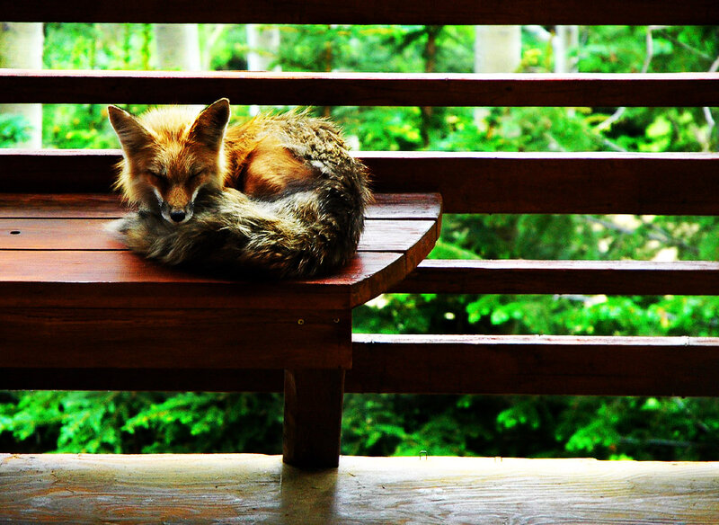 Fox Sleeping on Bench