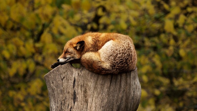 Fox Sleeping on Stump