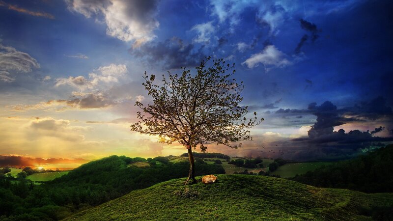 Fox Sleeping under Tree — Green, Dramatic, Sunset
