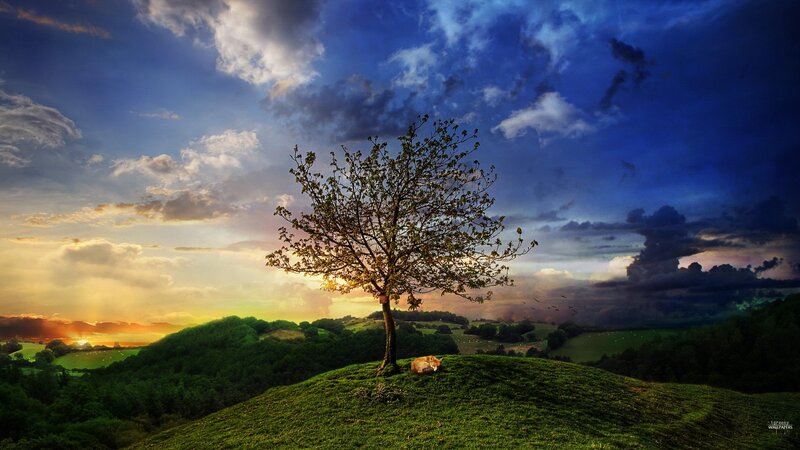 Fox Sleeping under Tree — Green, Dramatic