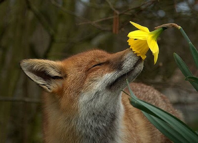 Fox Smelling Daffodil