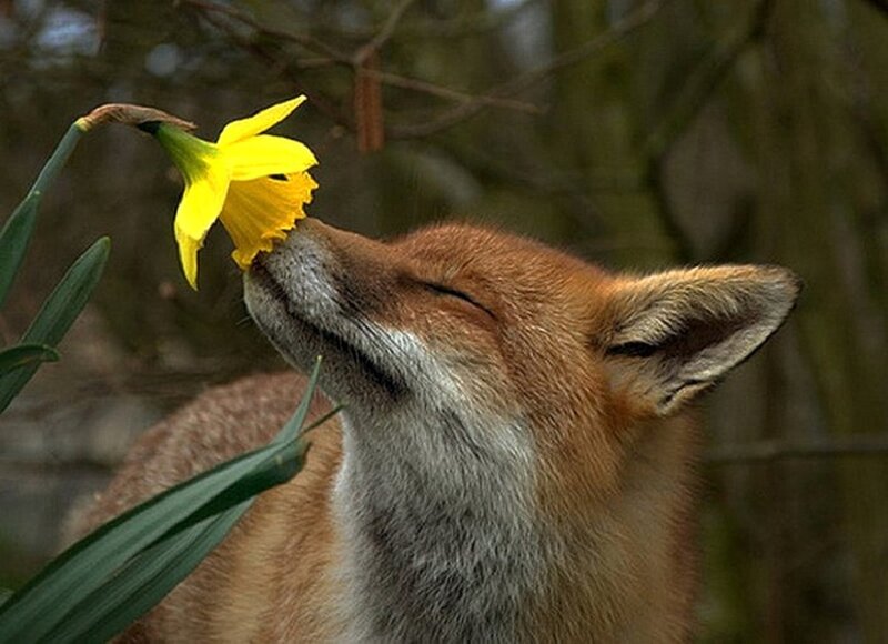 Fox Sniffing Daffodil