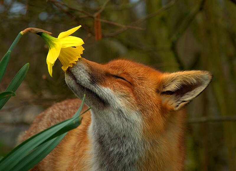 Fox Sniffing Daffodil — Yellow