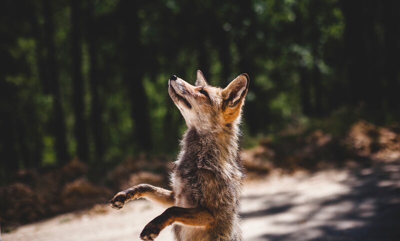 Fox Standing on Hind Legs — Brown