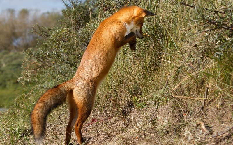 fox standing on hind legs