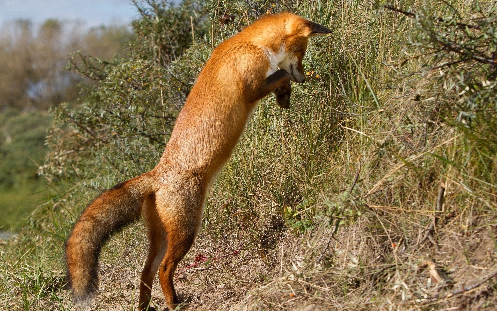 fox standing on hind legs