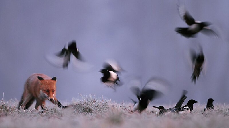 Fox Surrounded by Birds
