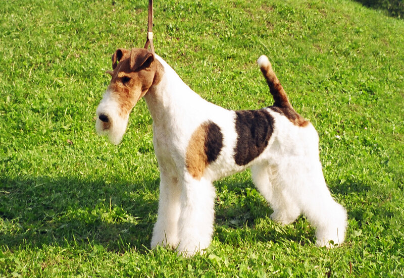 Fox Terrier Dog — Green