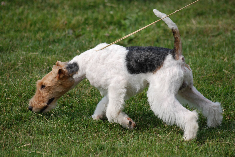 Fox Terrier Dog