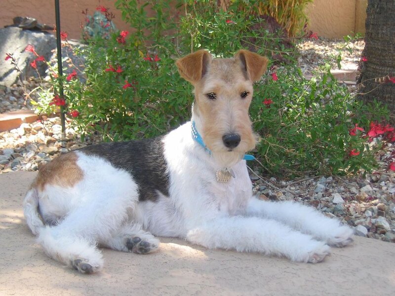 Fox Terrier Dog — White