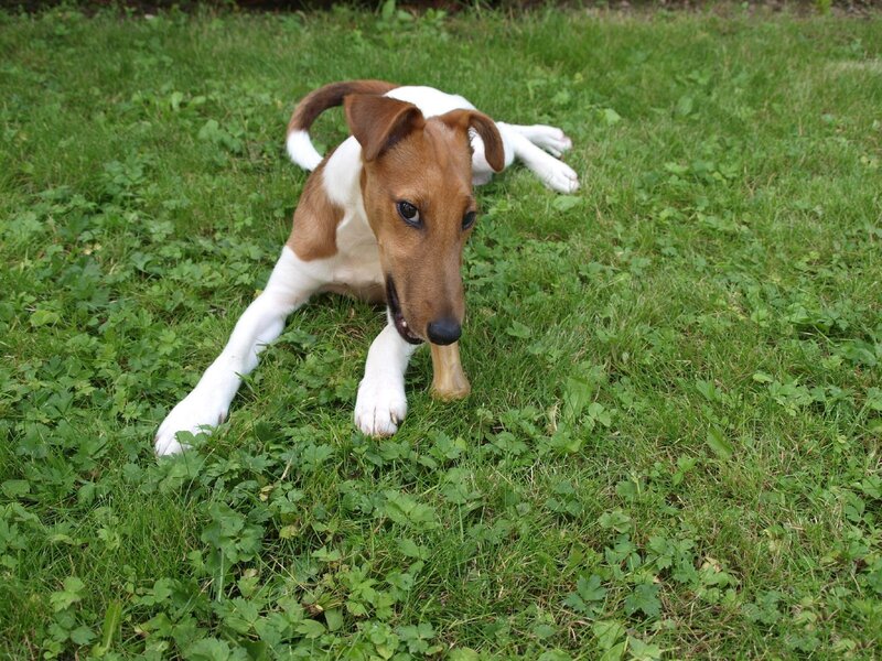 Fox Terrier Puppy — Green