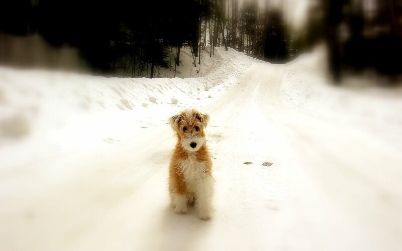 Fox Terrier Puppy