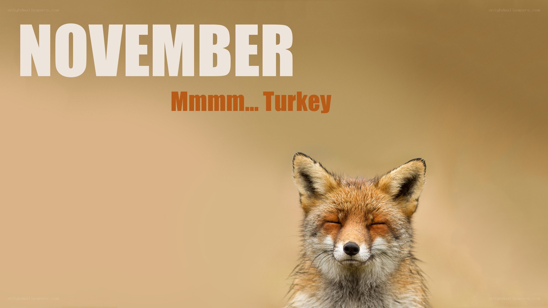 fox thinking about turkey